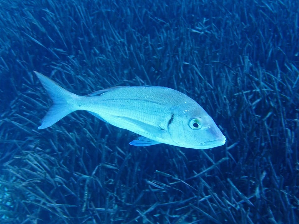 ภาพประกอบของ ปลา erythrinus (Pagellus erythrinus)