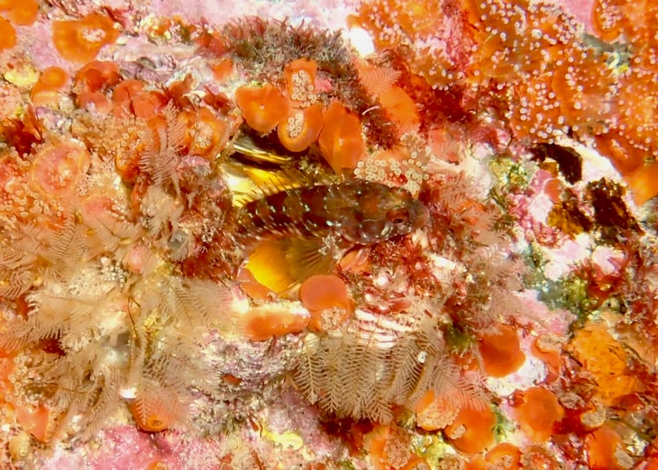ภาพประกอบของ ปลาตั๊กแตนหินตั๊กแตนหิน (Parablennius incognitus)