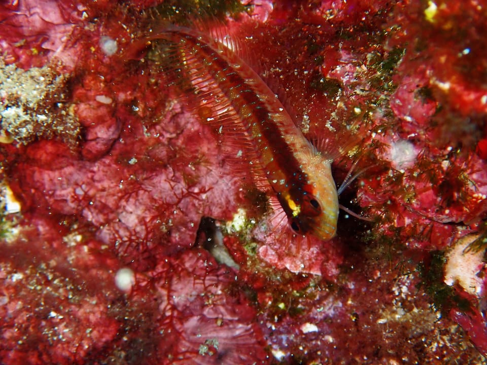 ภาพประกอบของ ปลาตั๊กแตนหินตั๊กแตนหิน (Parablennius rouxi)