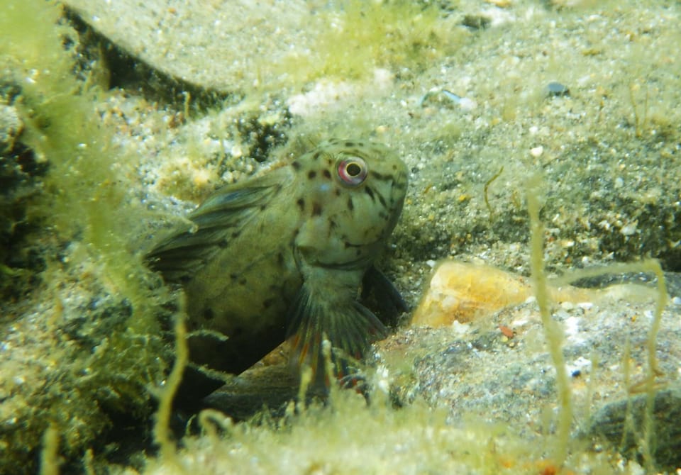 ภาพประกอบของ ปลาตั๊กแตนหินดำตั๊กแตนหิน (Parablennius sanguinolentus)