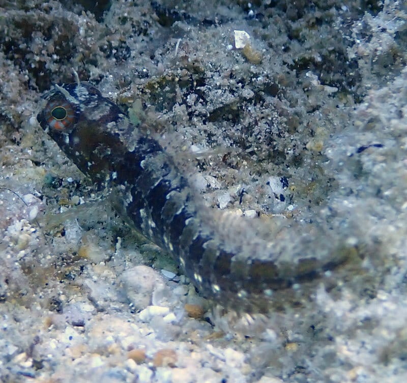ภาพประกอบของ ปลาตั๊กแตนหินตั๊กแตนหิน (Parablennius tentacularis)