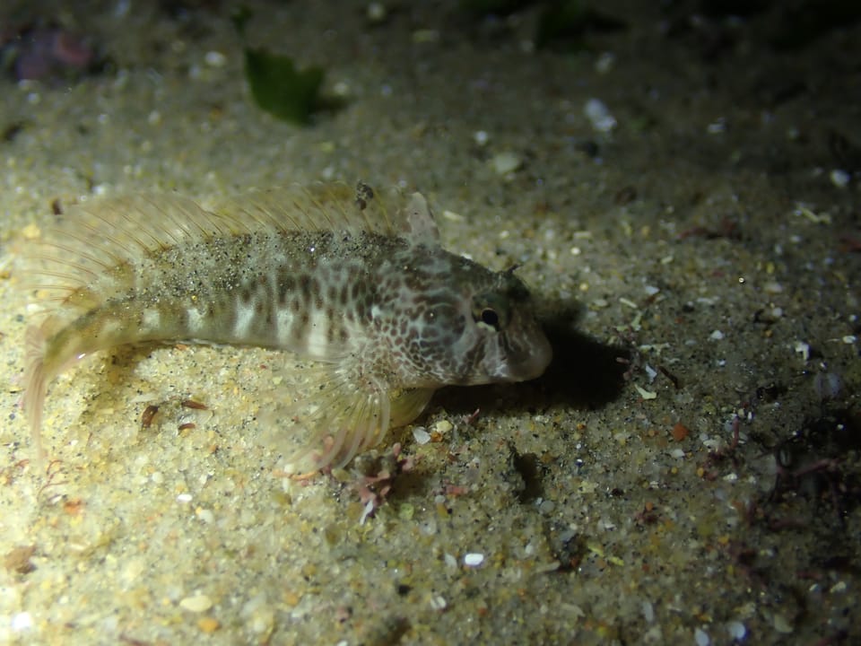ภาพประกอบของ ปลาตั๊กแตนหินพู่ระย้าตั๊กแตนหิน (Parablennius thysanius)