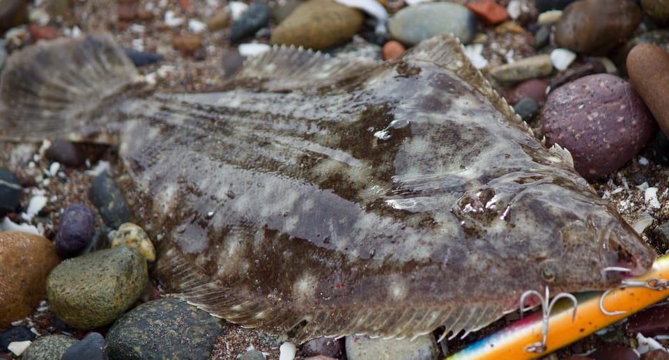 ภาพประกอบของ ปลา adspersus (Paralichthys adspersus)