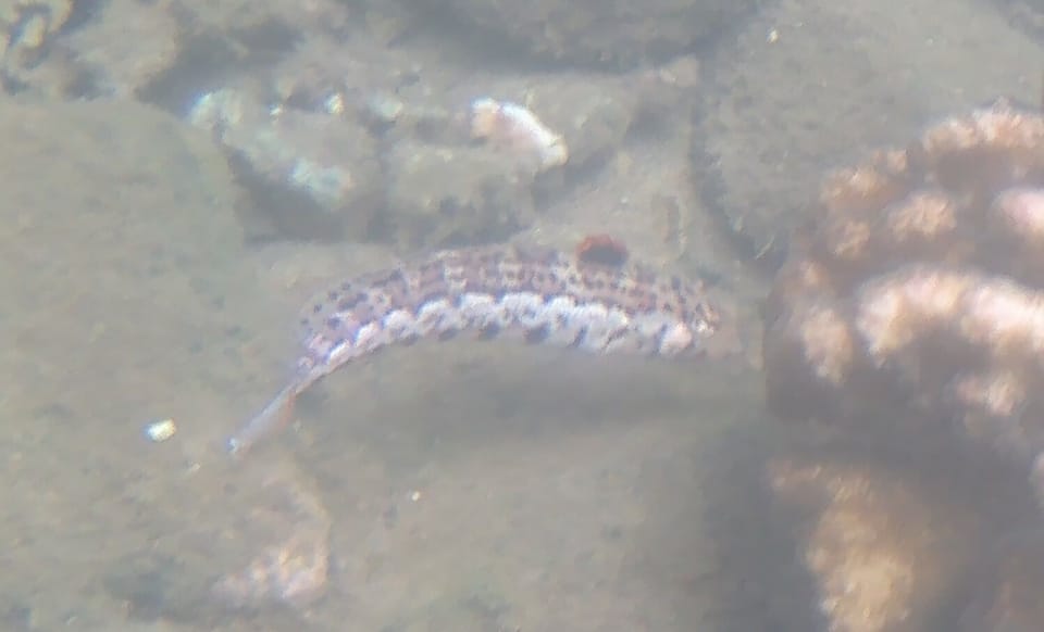 ภาพประกอบของ ปลา punctulata (Parapercis punctulata)