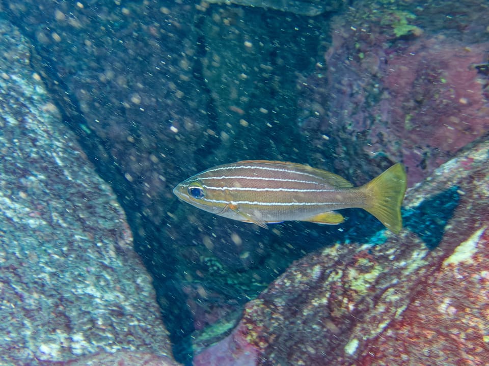 ภาพประกอบของ ปลาสร้อยนกเขาแอฟริกาลายเส้น (Parapristipoma octolineatum)