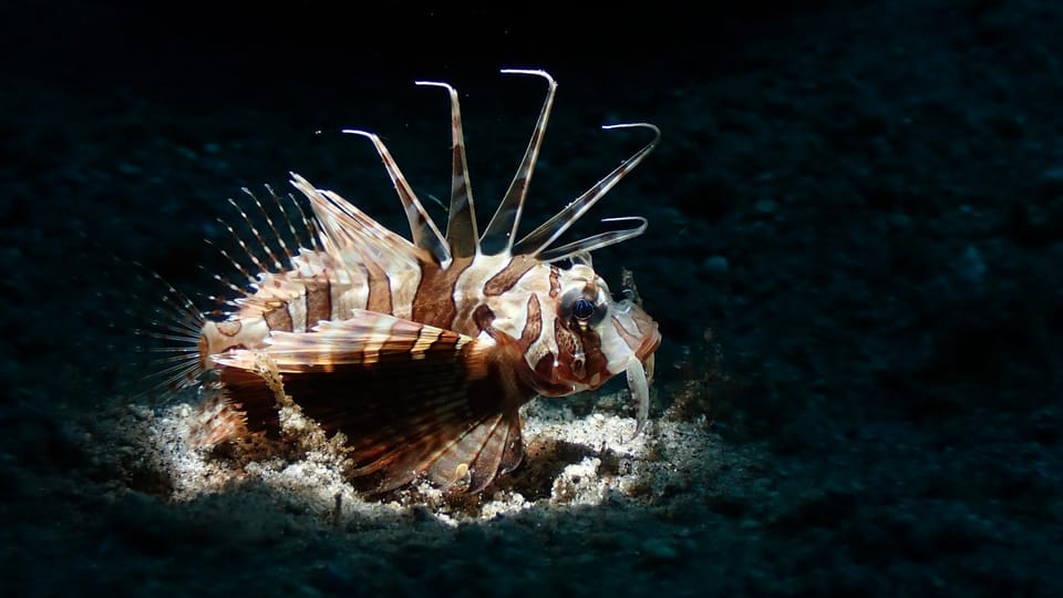 ภาพประกอบของ ปลาสิงโต heterura (Parapterois heterura)