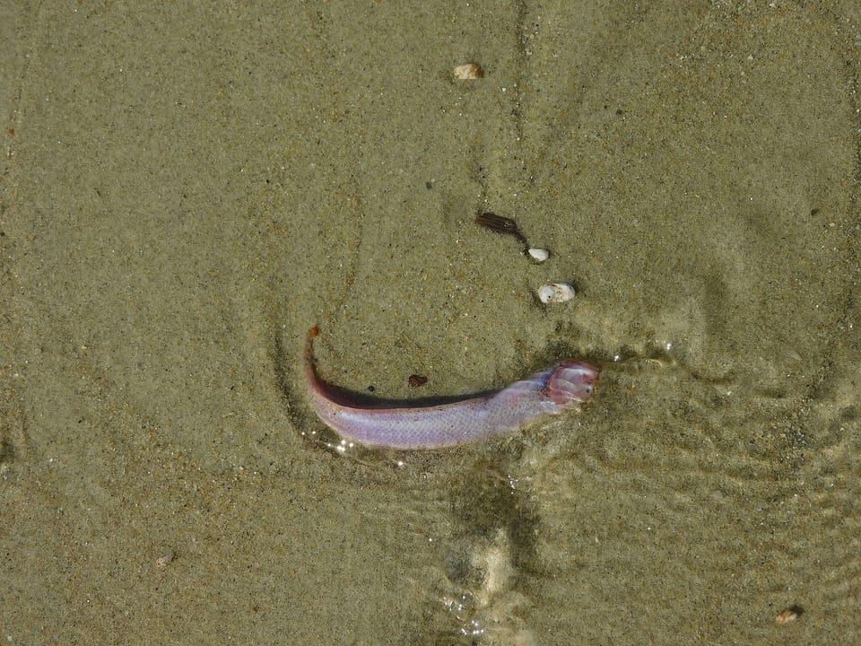 ภาพประกอบของ ปลาบู่บู่ (Paratrypauchen microcephalus)
