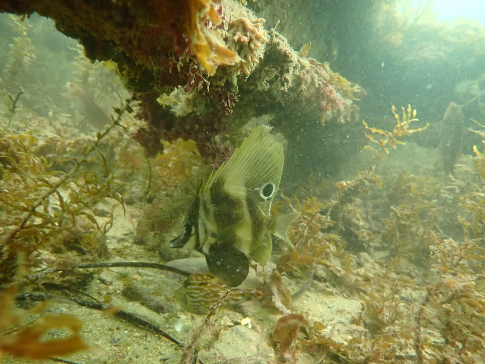 ภาพประกอบของ ปลา hutchinsi (Parazanclistius hutchinsi)