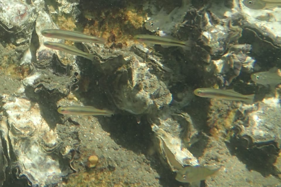 ภาพประกอบของ ปลาบู่ไฟ marginalis (Parioglossus marginalis)