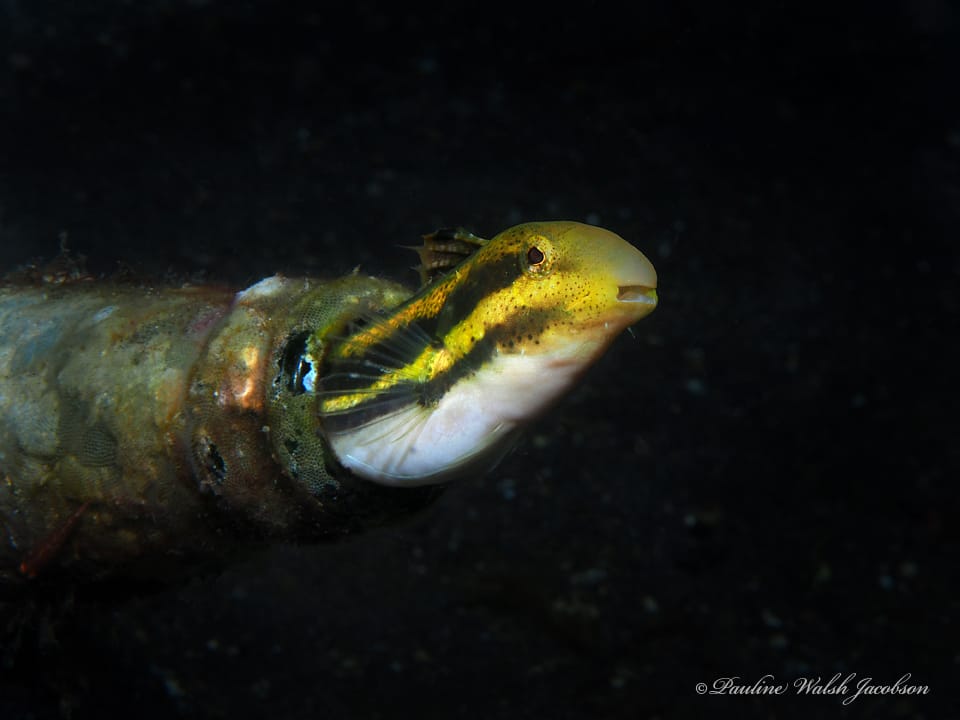 ภาพประกอบของ ปลาตีนแถบ (Petroscirtes breviceps)