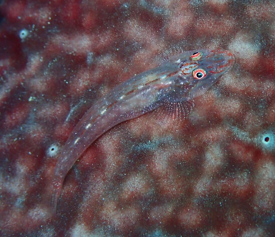 ภาพประกอบของ ปลาบู่บู่ (Phyllogobius platycephalops)