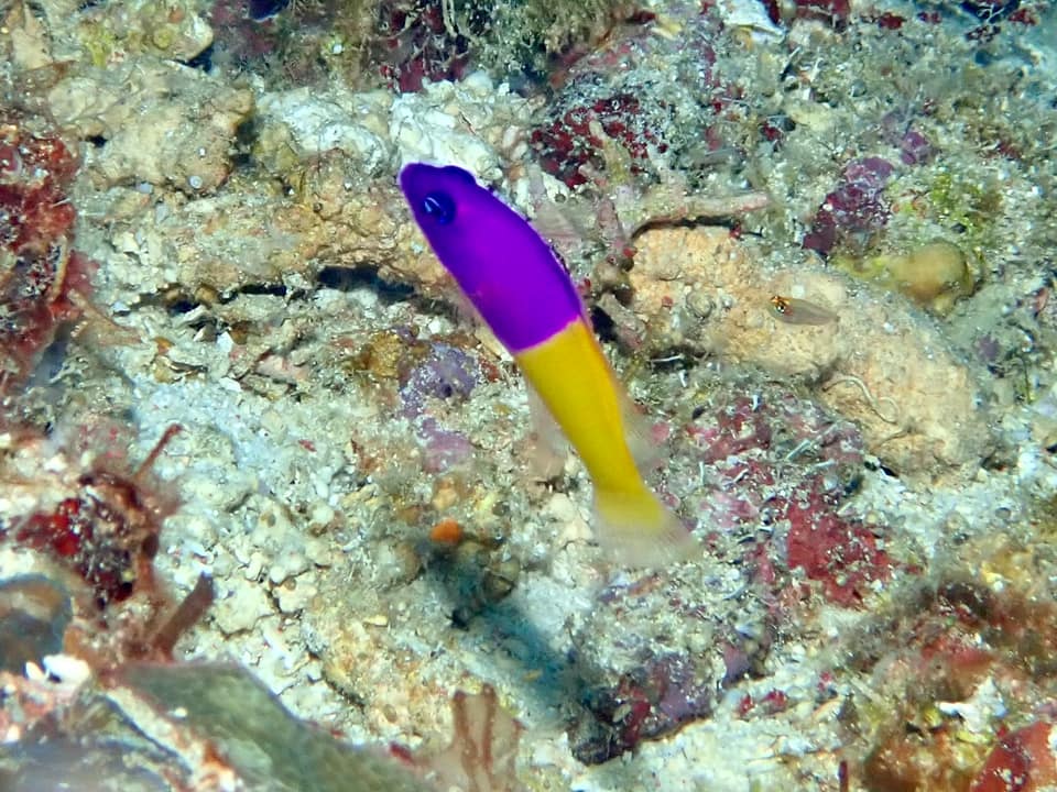 ภาพประกอบของ ปลาดอตตี้แบ็คราชวงศ์ (Pictichromis paccagnellae)