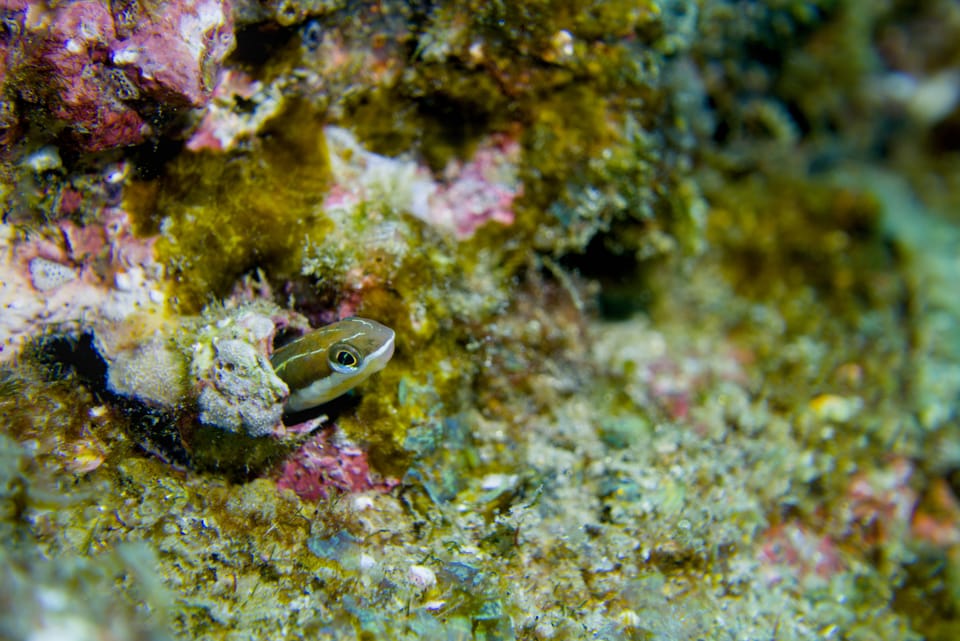 ภาพประกอบของ ปลาตั๊กแตนหินเขี้ยวดาบตั๊กแตนหิน (Plagiotremus azaleus)