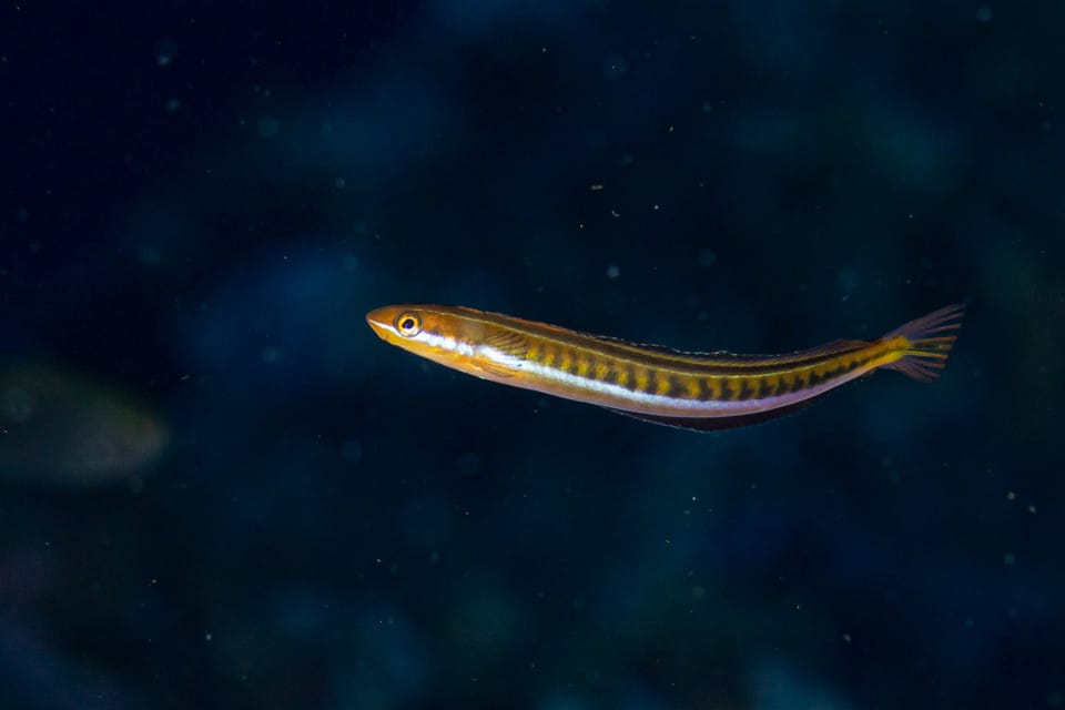ภาพประกอบของ ปลาตั๊กแตนหินตั๊กแตนหิน (Plagiotremus tapeinosoma)