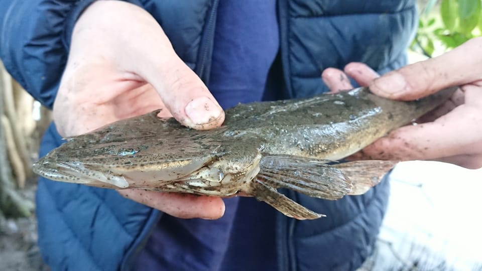 ภาพประกอบของ ปลา indicus (Platycephalus indicus)