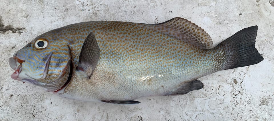 ภาพประกอบของ ปลาสร้อยนกเขาทองจุด (Plectorhinchus flavomaculatus)