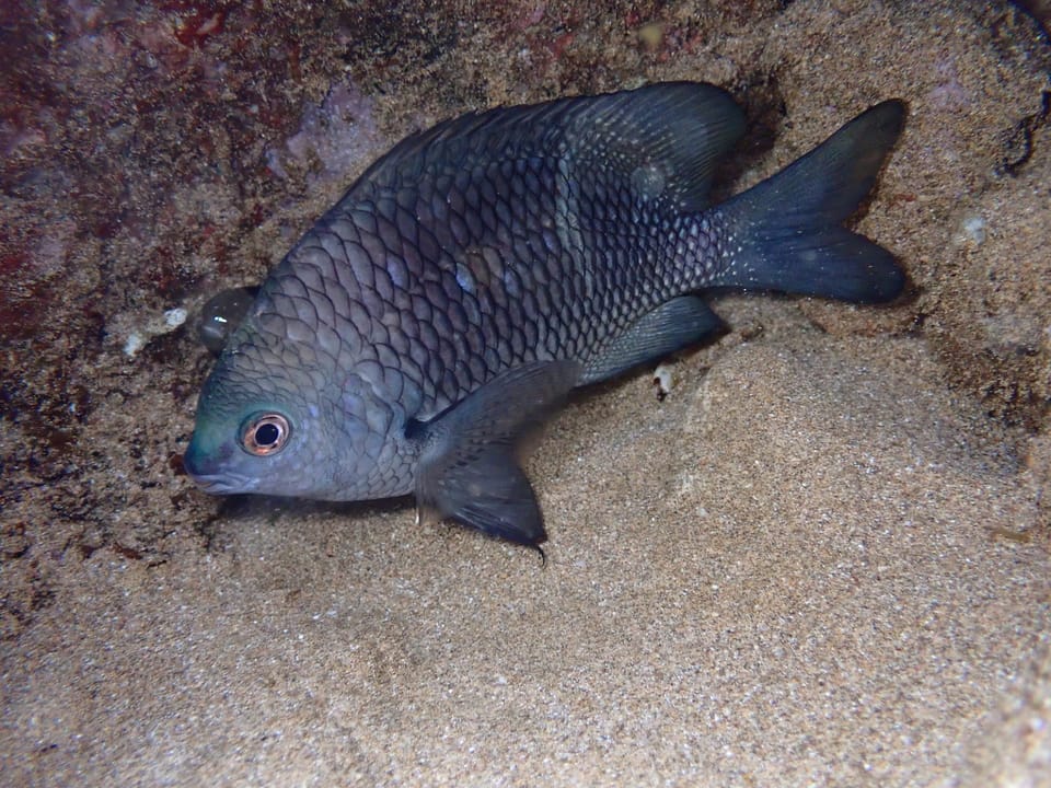 ภาพประกอบของ ปลาสลิดหินฮาวาย (Plectroglyphidodon sindonis)