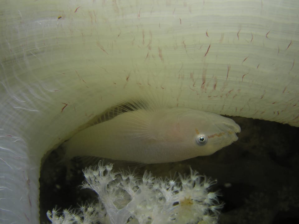 ภาพประกอบของ ปลาบู่ boldinghi (Pleurosicya boldinghi)