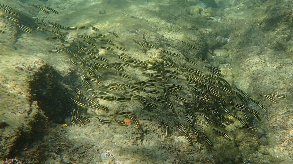 ภาพประกอบของ ปลา japonicus (Plotosus japonicus)