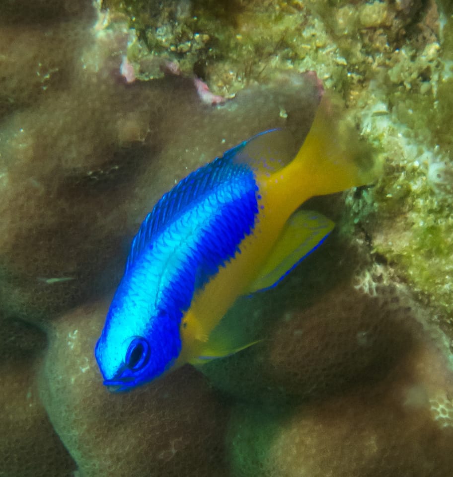 ภาพประกอบของ ปลาสลิดหินท้องเหลือง (Pomacentrus auriventris)