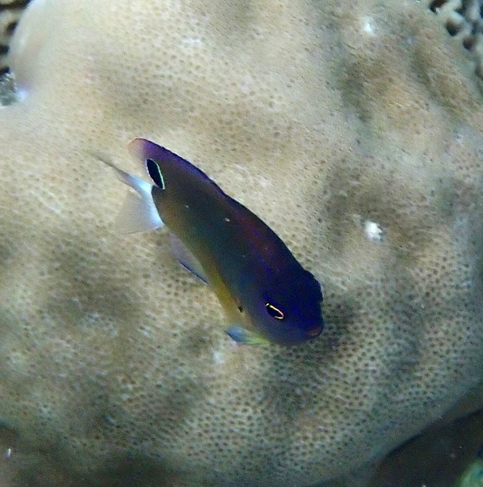 ภาพประกอบของ ปลาสลิดหินไฟ (Pomacentrus bankanensis)
