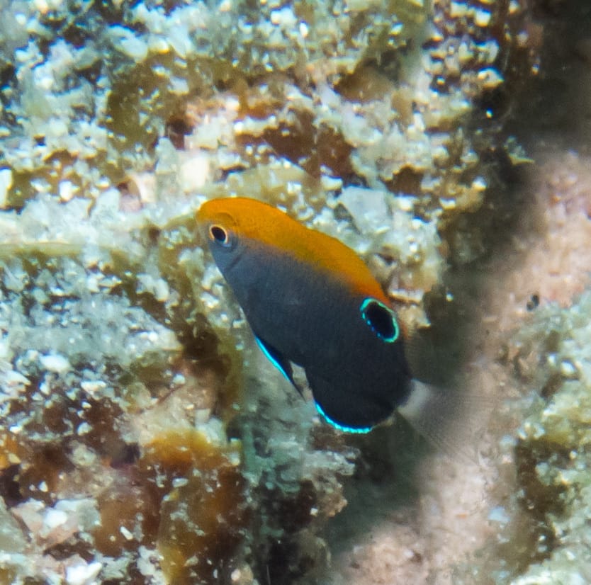 ภาพประกอบของ ปลาสลิดหินหางขาว (Pomacentrus chrysurus)