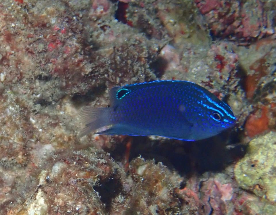 ภาพประกอบของ ปลาสลิดหินไทย (Pomacentrus polyspinus)