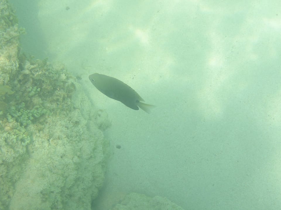 ภาพประกอบของ ปลาสลิดหินสามจุด (Pomacentrus tripunctatus)