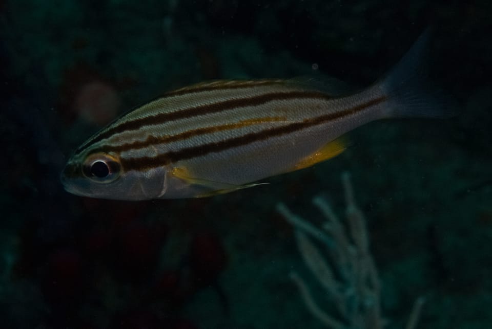 ภาพประกอบของ ปลาสร้อยนกเขาลายเส้น (Pomadasys striatus)