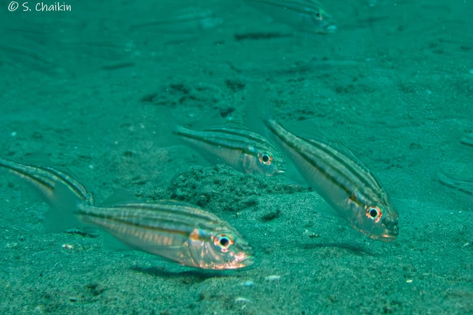 ภาพประกอบของ ปลาสร้อยนกเขาลายเส้น (Pomadasys stridens)