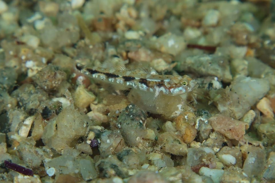 ภาพประกอบของ ปลาบู่บู่ (Pomatoschistus bathi)