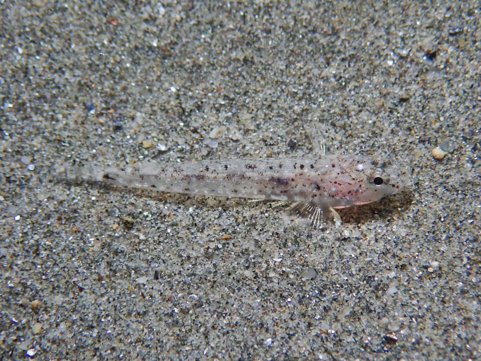 ภาพประกอบของ ปลาบู่ลายหินอ่อนบู่ (Pomatoschistus marmoratus)