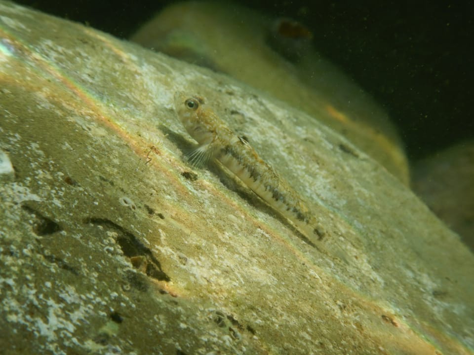 ภาพประกอบของ ปลาบู่เมดิเตอร์เรเนียนบู่ (Pomatoschistus pictus)
