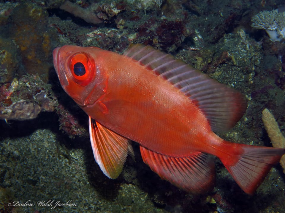 ภาพประกอบของ ปลา sagittarius (Priacanthus sagittarius)