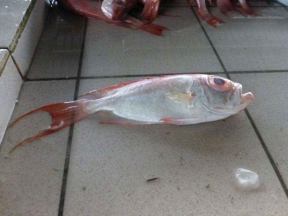 ภาพประกอบของ ปลา tayenus (Priacanthus tayenus)
