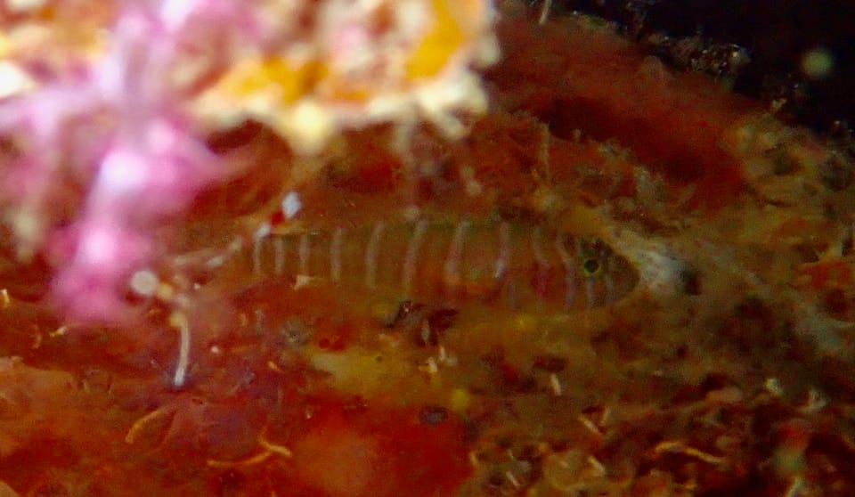 ภาพประกอบของ ปลาบู่ลายบั้งแนวปะการังบู่ (Priolepis cincta)