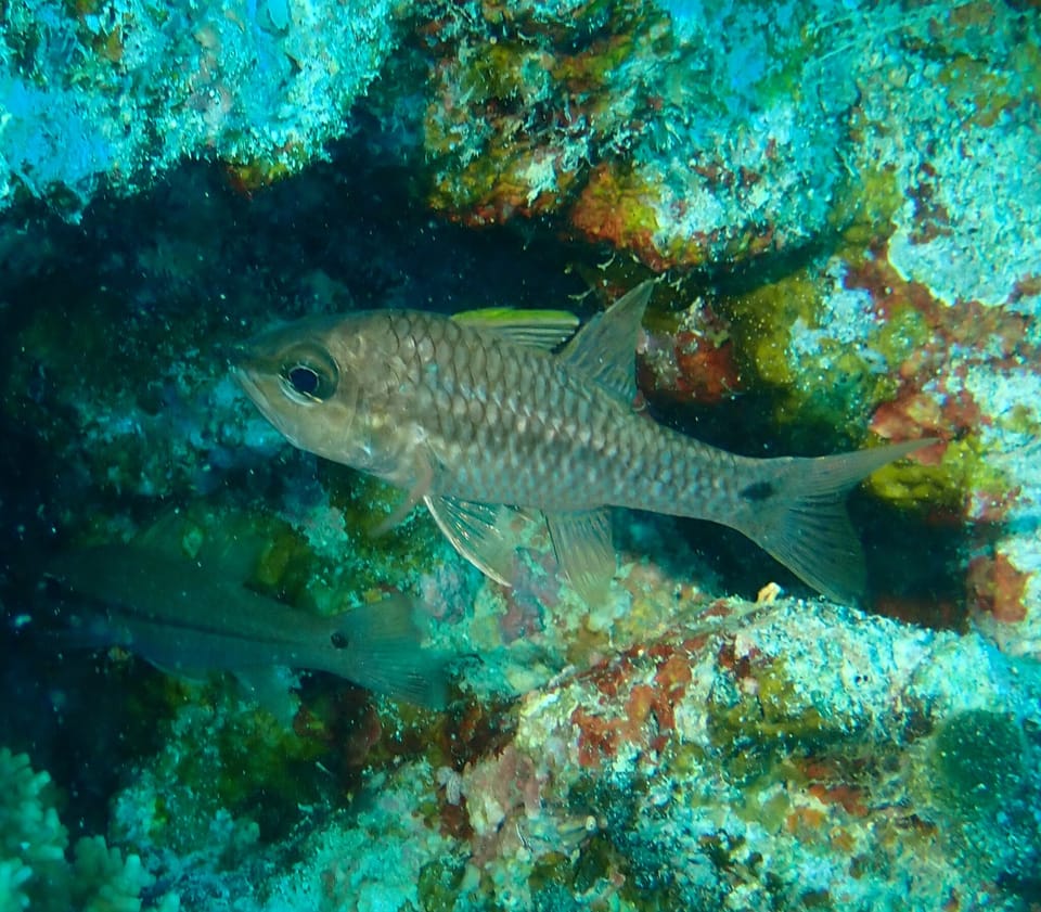 ภาพประกอบของ ปลาอมไข่ kallopterus (Pristiapogon kallopterus)
