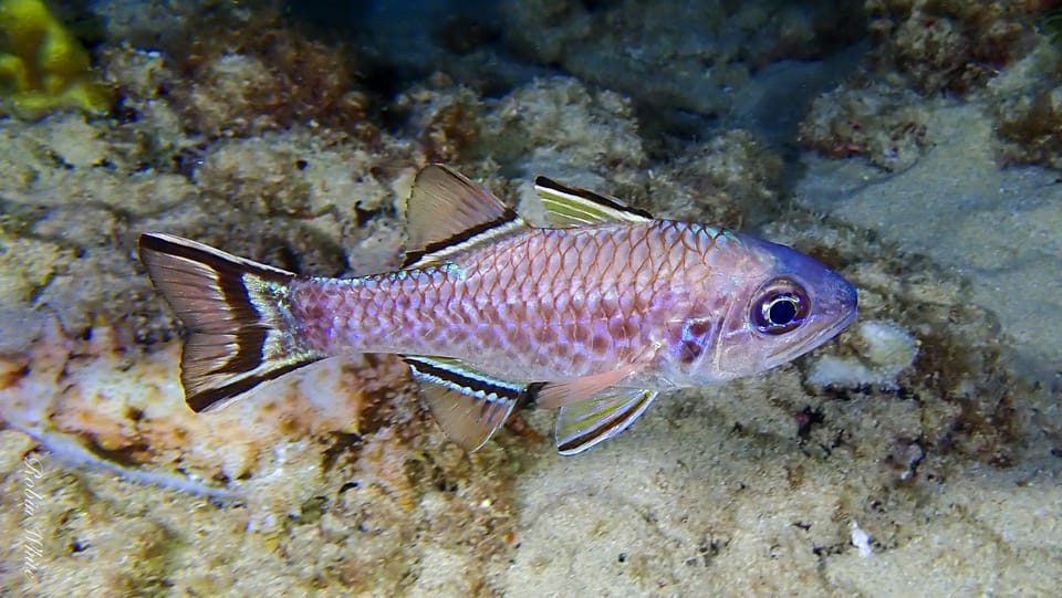 ภาพประกอบของ ปลาอมไข่ taeniopterus (Pristiapogon taeniopterus)