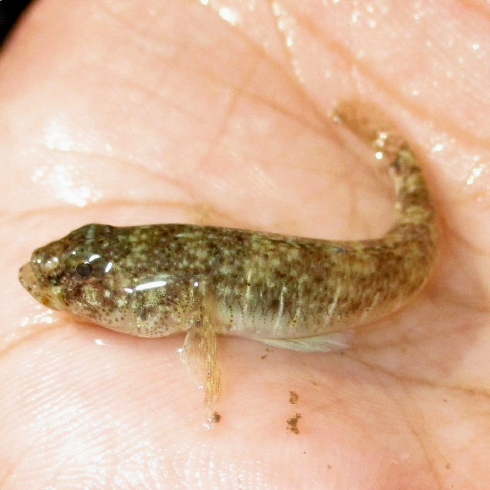 ภาพประกอบของ ปลาบู่พื้นทรายบู่ (Psammogobius knysnaensis)