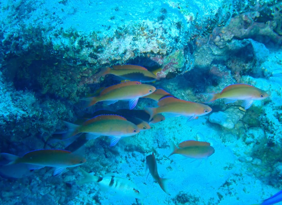 ภาพประกอบของ ปลานางฟ้านางฟ้า (Pseudanthias cooperi)