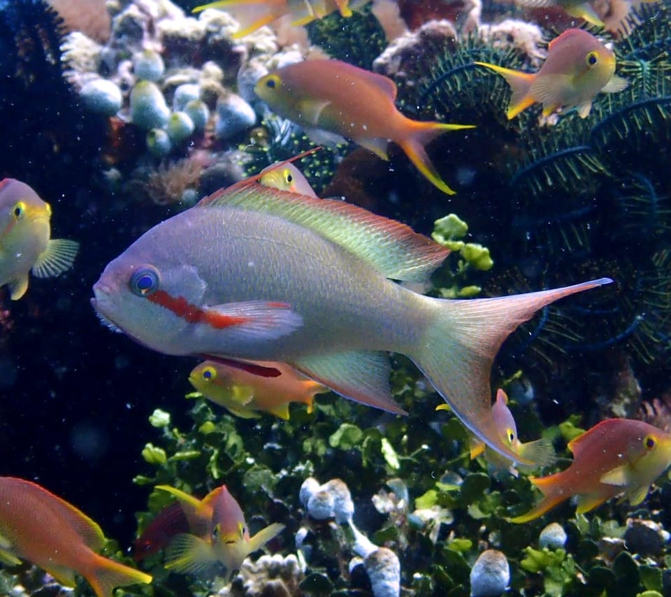 ภาพประกอบของ ปลานางฟ้านางฟ้า (Pseudanthias huchtii)