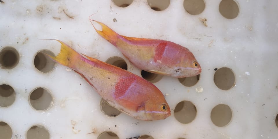 ภาพประกอบของ ปลานางฟ้านางฟ้า (Pseudanthias rubrizonatus)