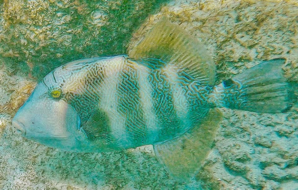 ภาพประกอบของ ปลาวัว naufragium (Pseudobalistes naufragium)