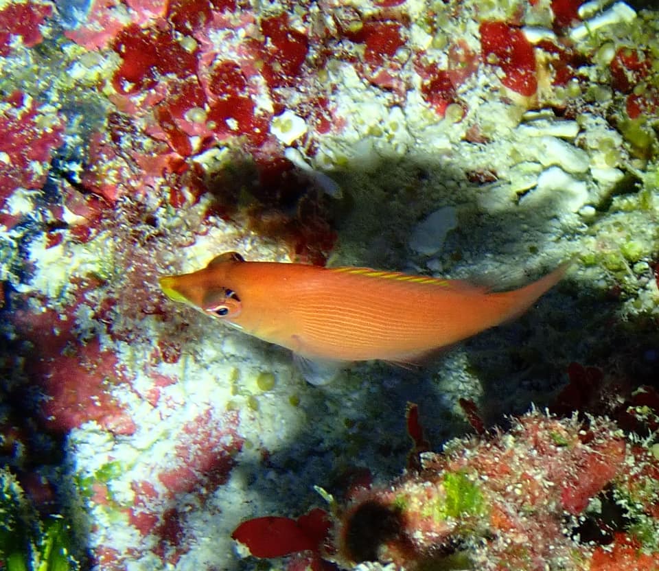 ภาพประกอบของ ปลานกขุนทอง evanidus (Pseudocheilinus evanidus)