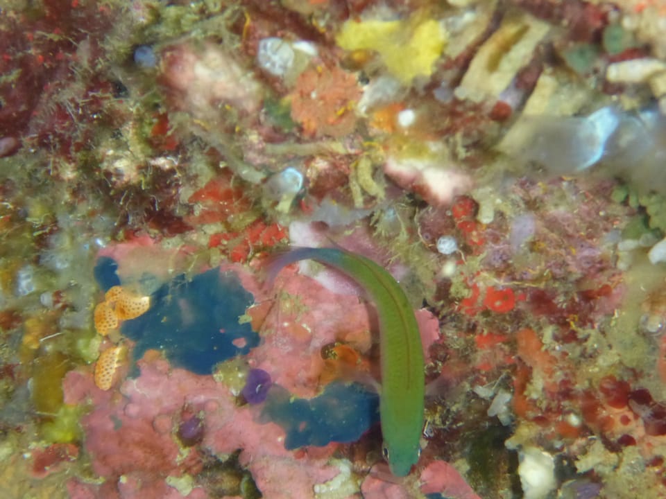 ภาพประกอบของ ปลาดอตตี้แบ็ค litus (Pseudochromis litus)
