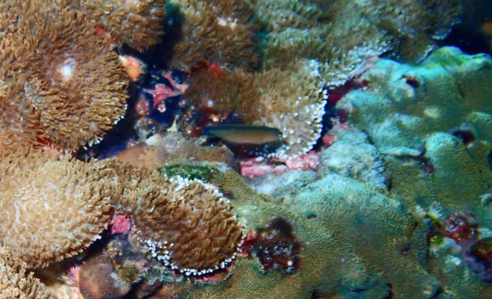 ภาพประกอบของ ปลาดอตตี้แบ็ค tapeinosoma (Pseudochromis tapeinosoma)