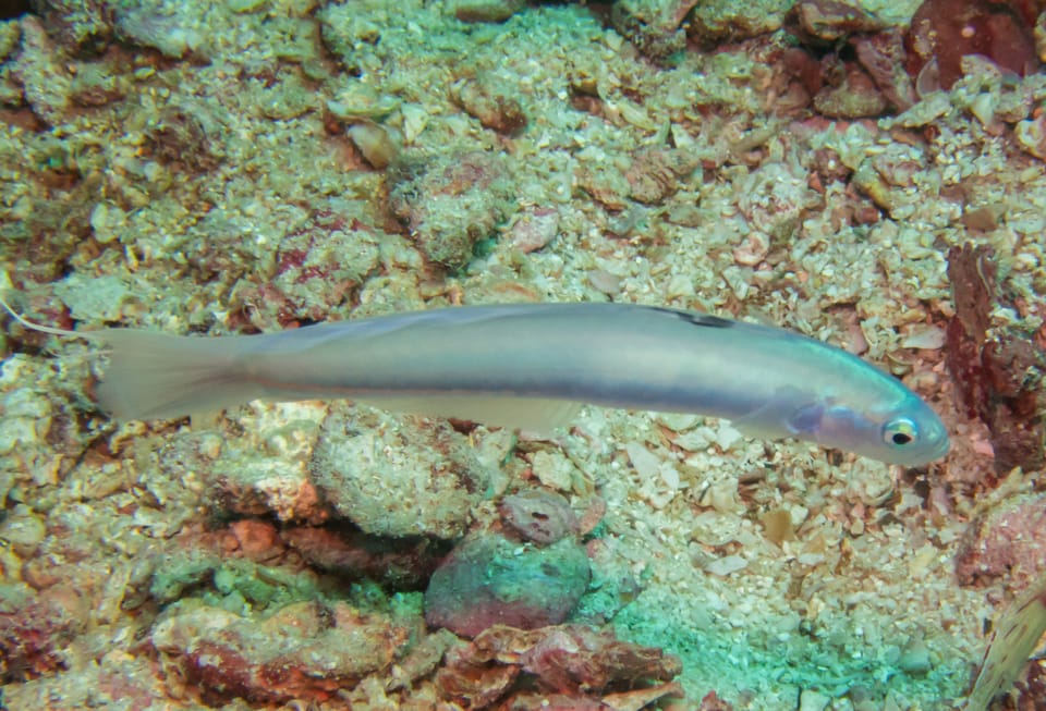 ภาพประกอบของ ปลาบู่ดาร์ตน้ำเงินบู่ (Ptereleotris hanae)