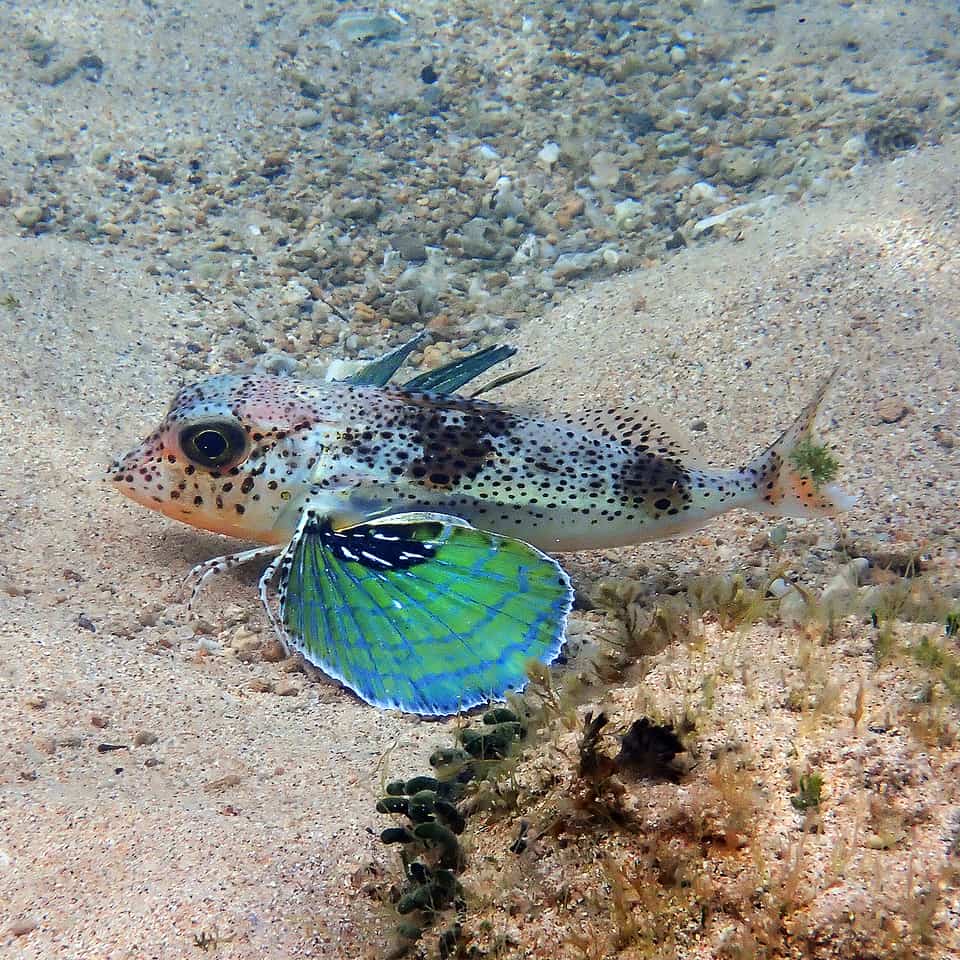 ภาพประกอบของ ปลา andertoni (Pterygotrigla andertoni)