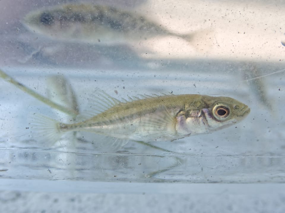 ภาพประกอบของ ปลา laevis (Pungitius laevis)