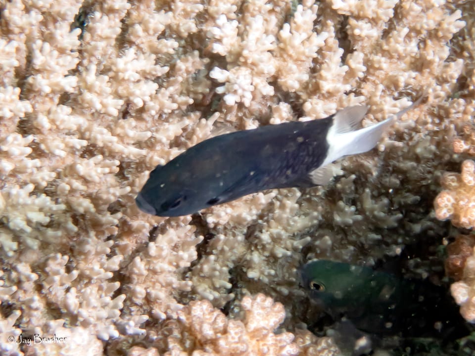ภาพประกอบของ ปลาสลิดหินสองสี (Pycnochromis margaritifer)